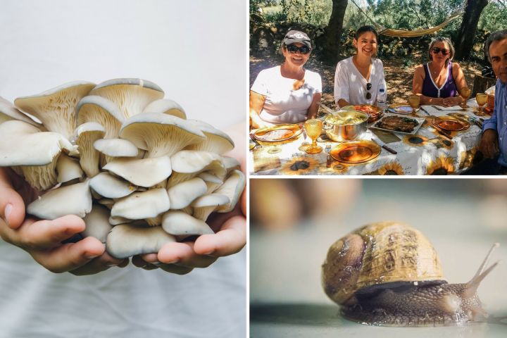 Lisbon tour in a Shiitake Mushroom & Snail Farm