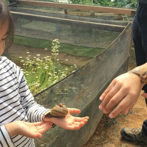 Shiitake Mushroom & Snail Farm tour