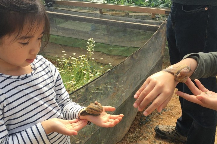 Shiitake Mushroom & Snail Farm tour