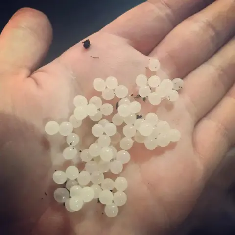 Snail Farm Experience