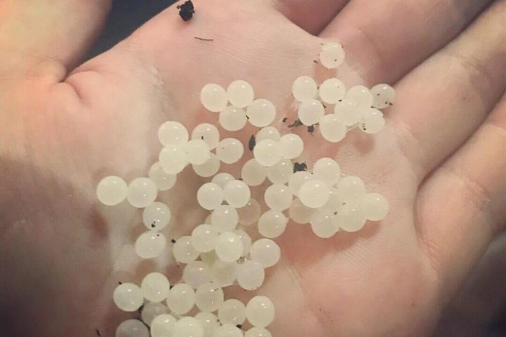 Snail Farm Experience