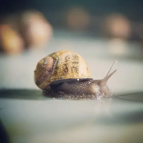 snail