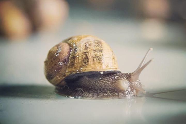 snail