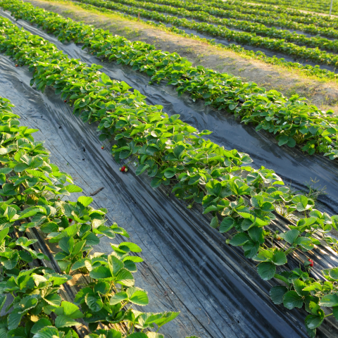 Strawberry Picking Experience