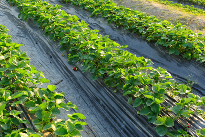 Strawberry Picking Experience