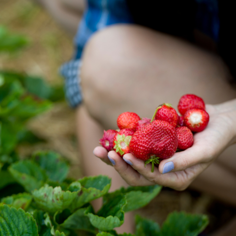 Strawberry Picking Experience
