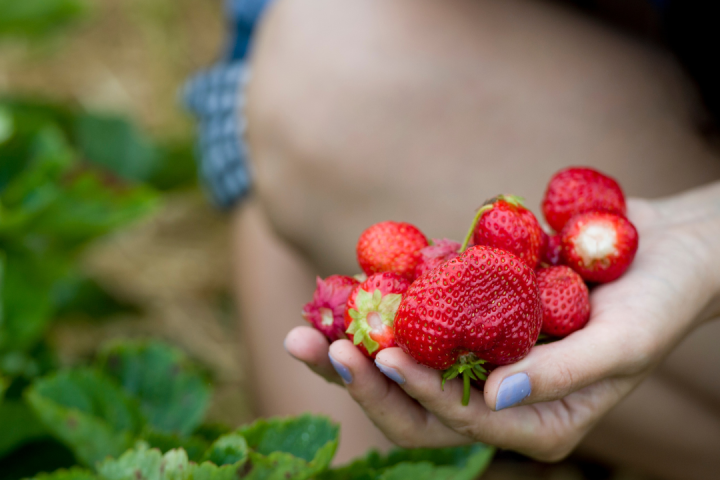 Strawberry Picking Experience