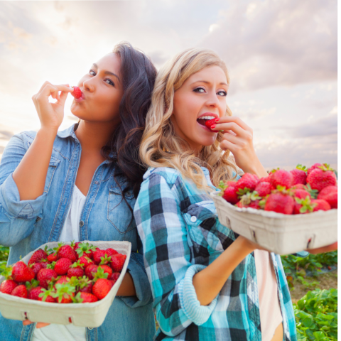 Strawberry Picking Experience