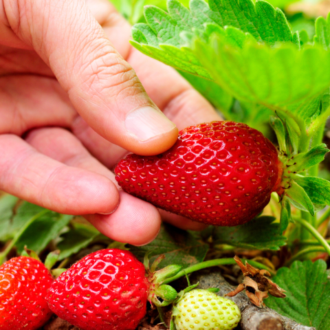 Strawberry Picking Experience