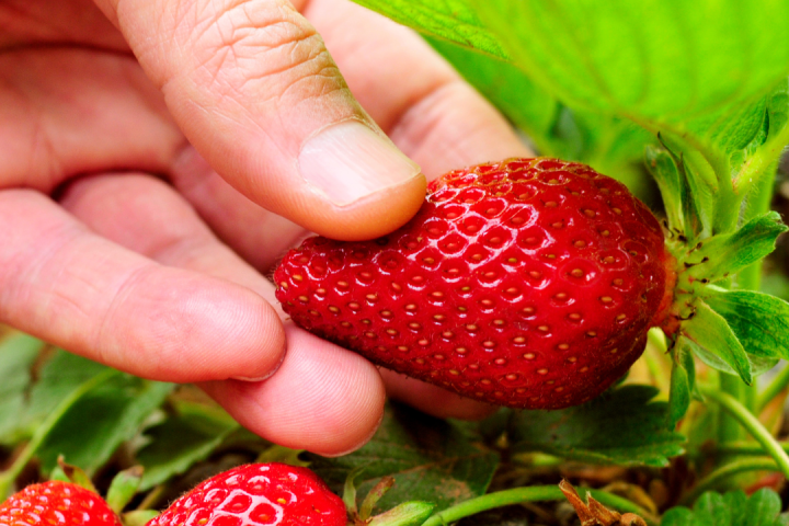 Strawberry Picking Experience