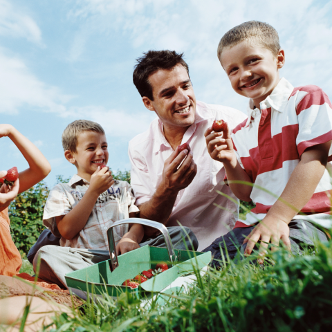 Strawberry Picking Experience