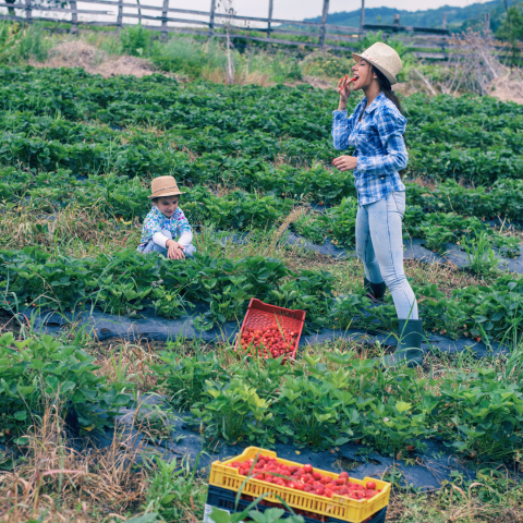 Strawberry Picking Experience