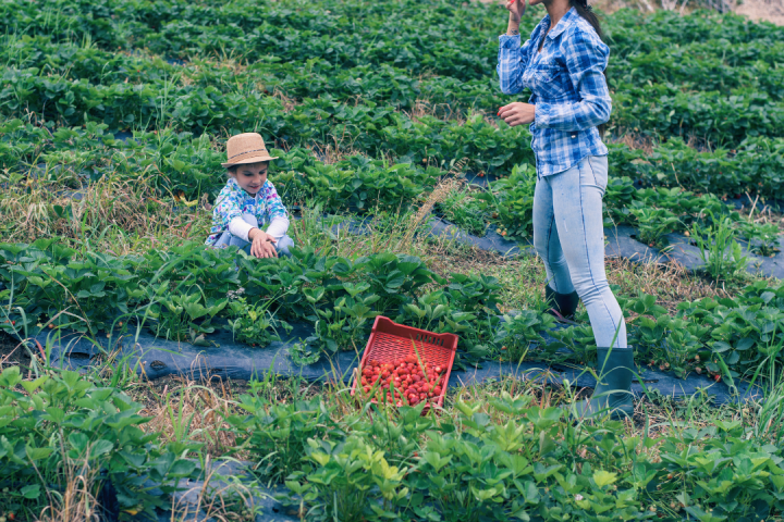 Strawberry Picking Experience