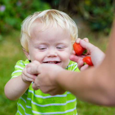 Strawberry Picking Experience