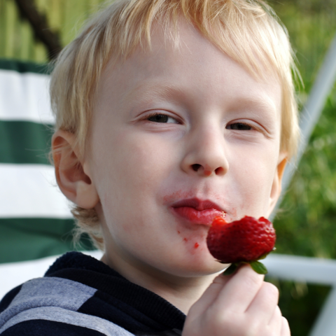 Strawberry Picking Experience