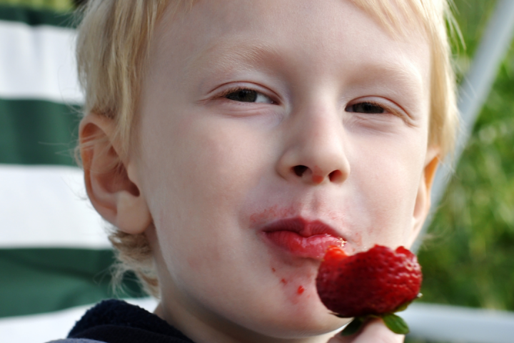 Strawberry Picking Experience