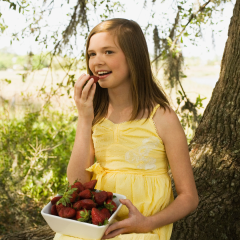 Strawberry Picking Experience
