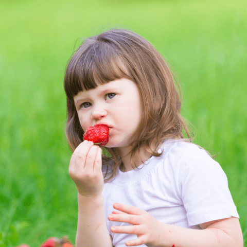 Strawberry Picking Experience
