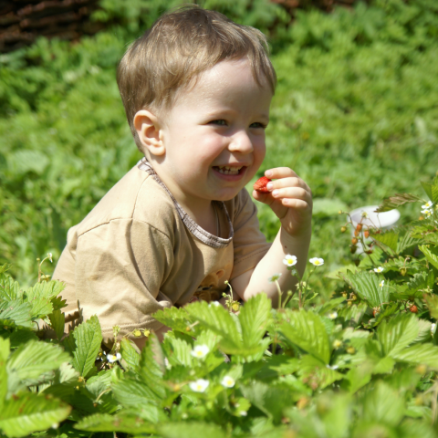 Strawberry Picking Experience