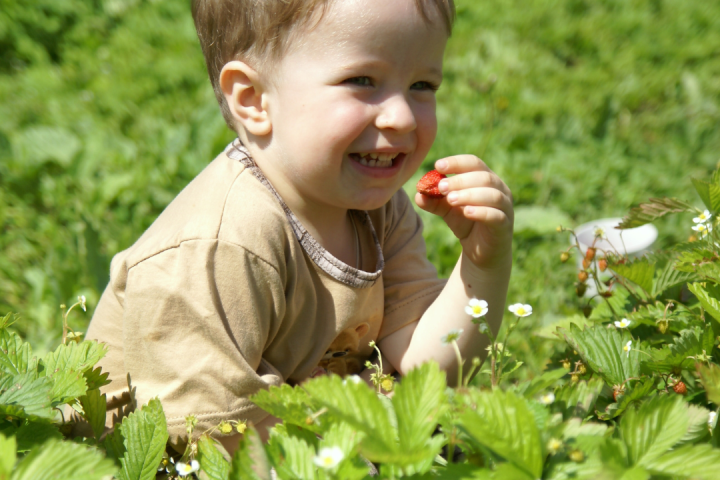 Strawberry Picking Experience