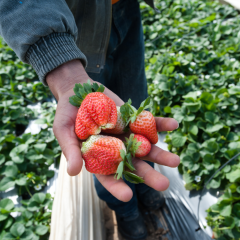 Strawberry Picking Experience