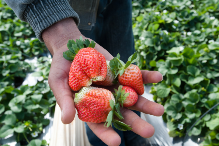 Strawberry Picking Experience