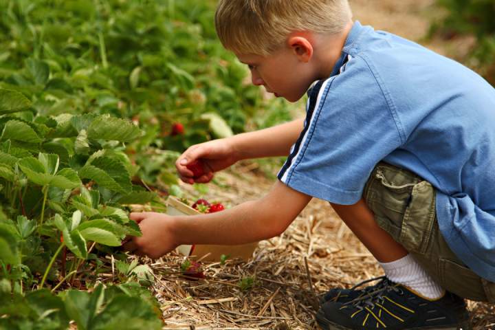 Strawberry Picking Experience