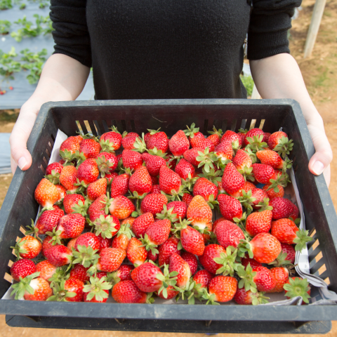 Strawberry Picking Experience