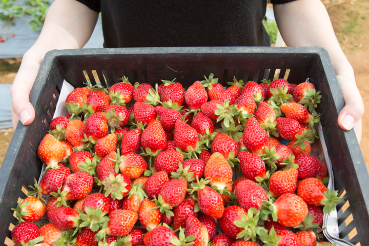 Strawberry Picking Experience