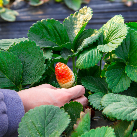 Strawberry Picking Experience