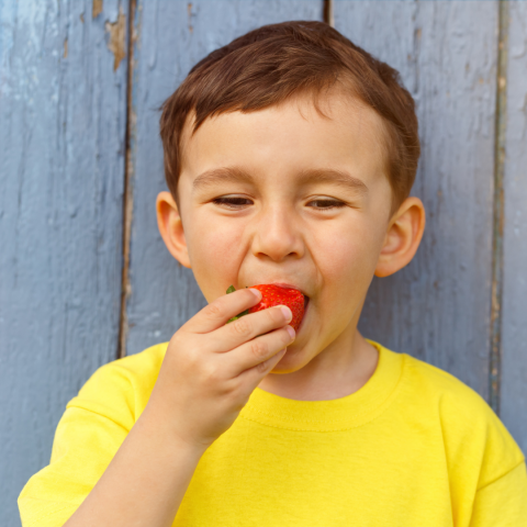 Strawberry Picking Experience