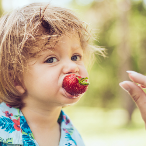 Strawberry Picking Experience