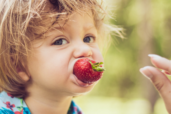 Strawberry Picking Experience