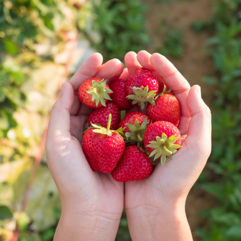 Strawberry Picking Experience