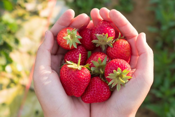Strawberry Picking Experience