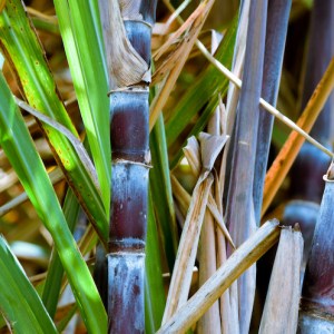 SugarCane tasting tour in Madeira
