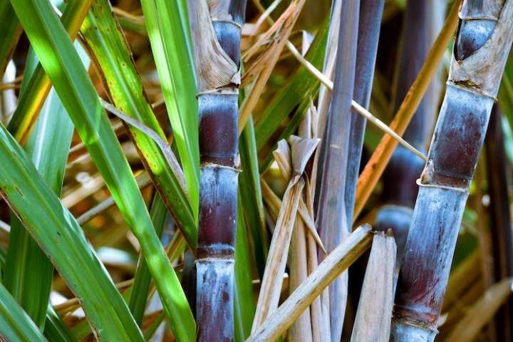 SugarCane tasting tour in Madeira