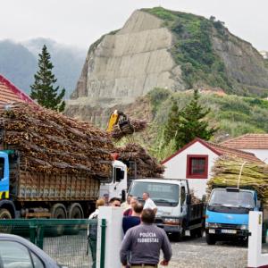 SugarCane Rum tour in Madeira