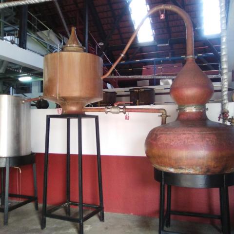 SugarCane Rum Tasting tour in madeira