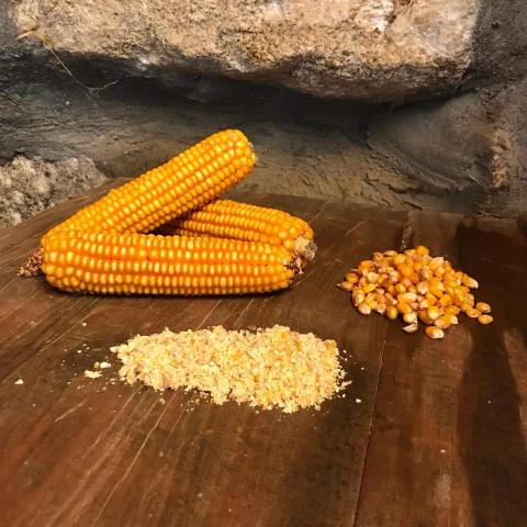 Corn Picking Experience