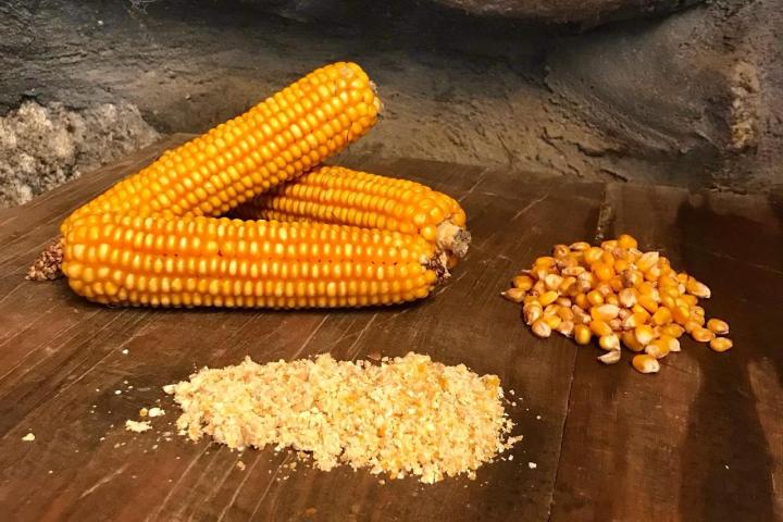 Corn Picking Experience