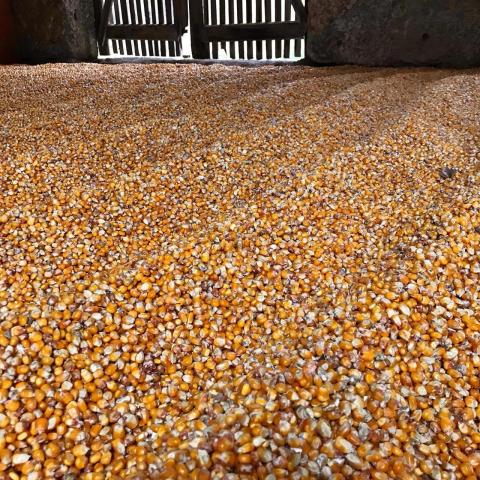 Corn Picking Experience