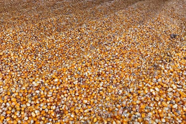 Corn Picking Experience