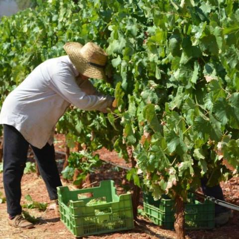 picking up grapes tour
