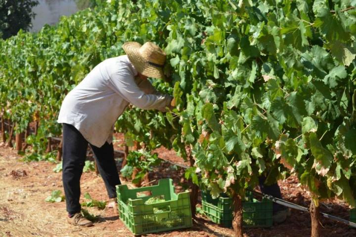 picking up grapes tour