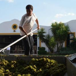 Wine Grape Harvest tour