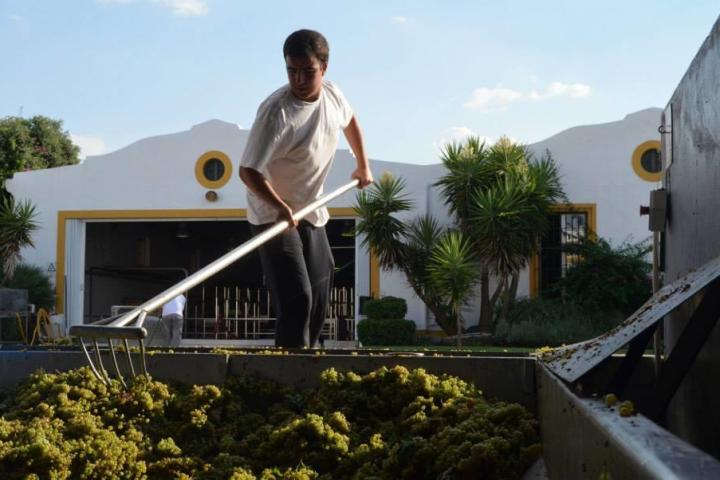 Wine Grape Harvest tour