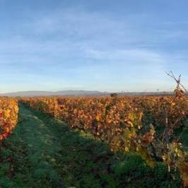 Algarve vineyard view