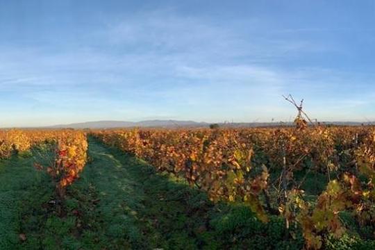 Algarve vineyard view
