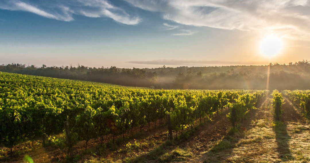 vineyard tour in portugal